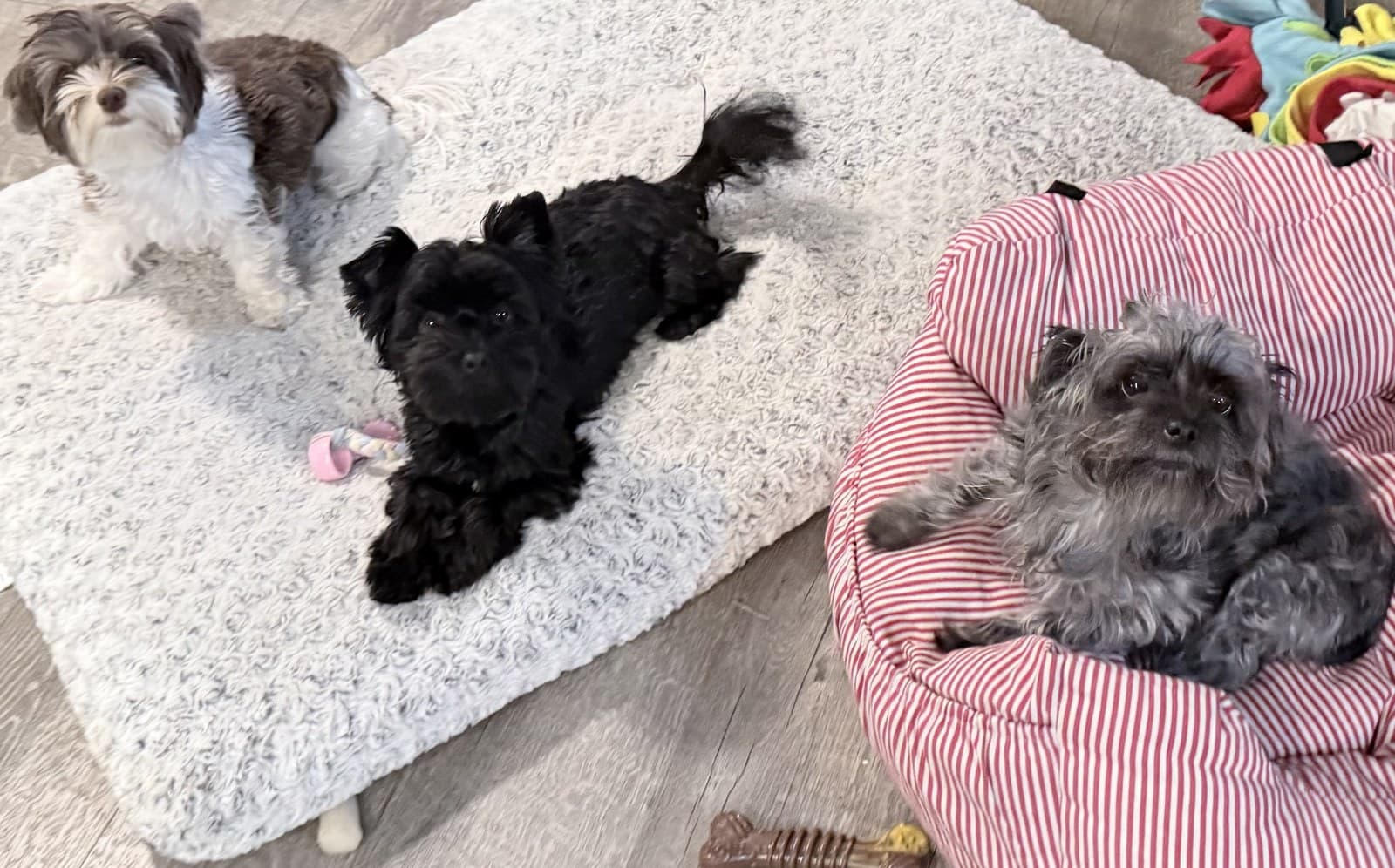 Bill and Michelle’s dogs