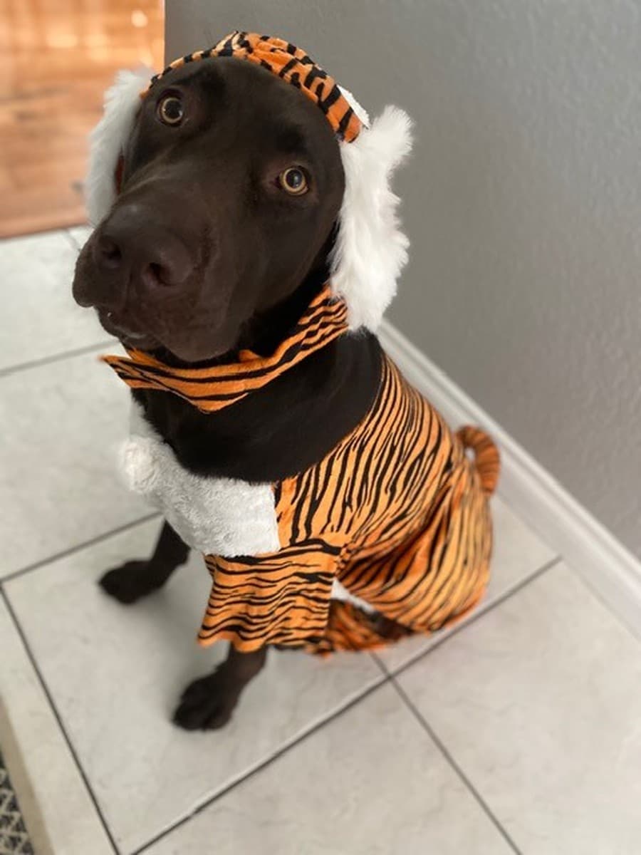 Jessica’s dog in a tiger costume