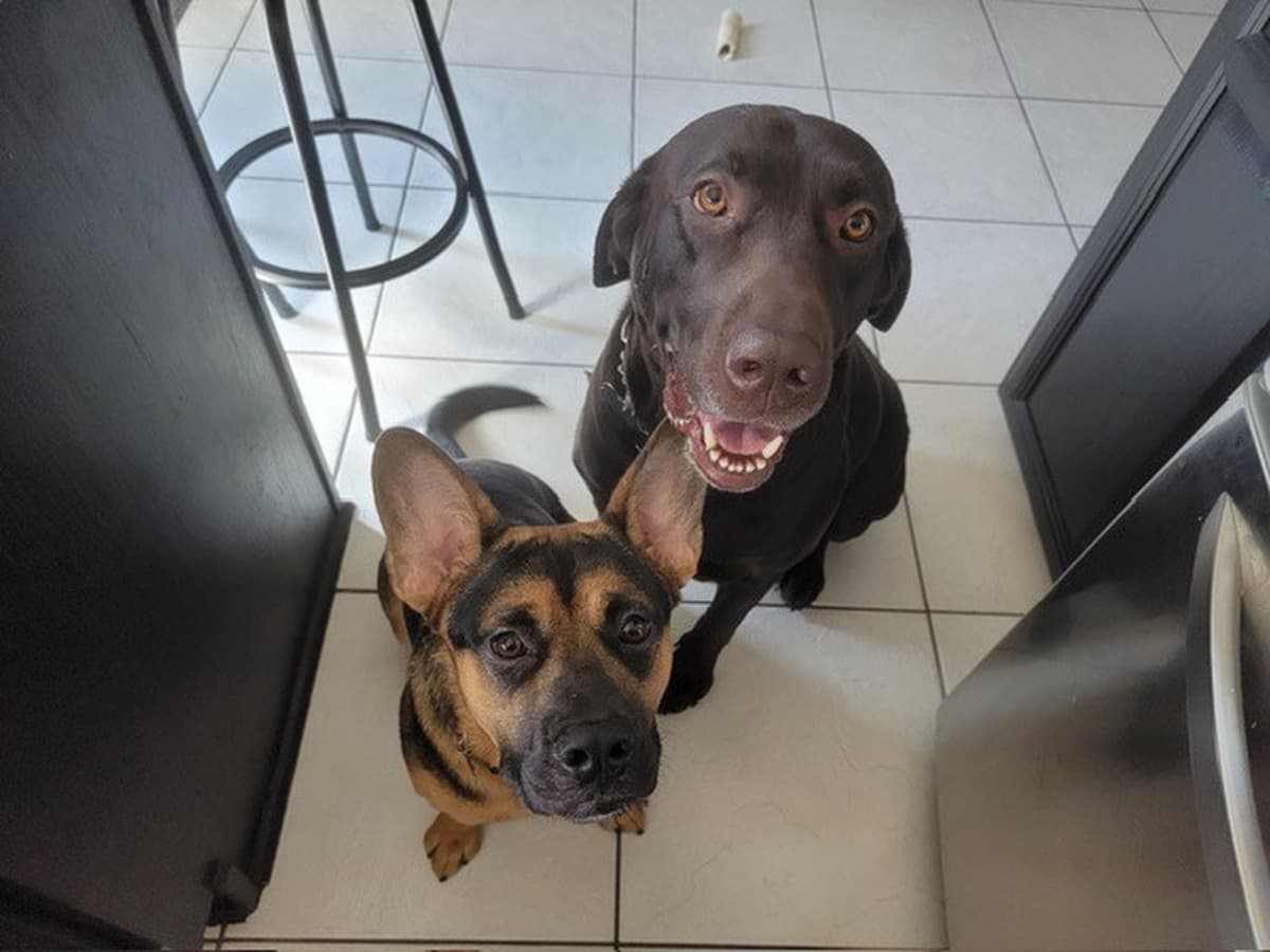 Jessica’s dogs